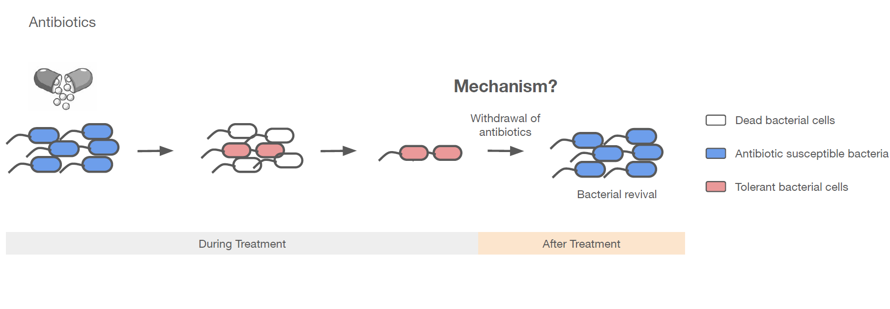 Systembiologischer Ansatz zur Aufklärung der bakteriellen Wiederbelebung nach Antibiotika-Behandlung