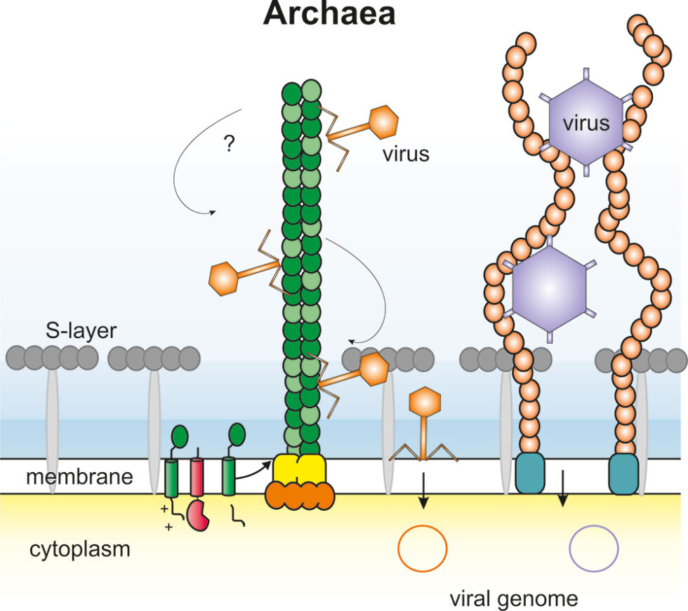 Strategien zum Entkommen vor viralen Infektionen in Archaeen - Hector ...