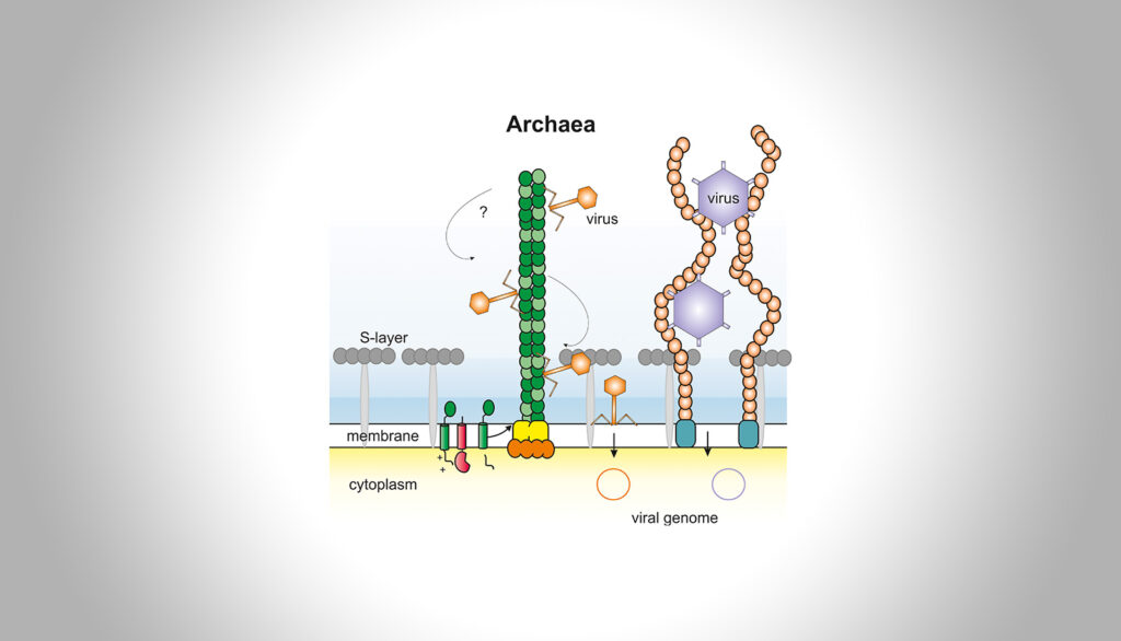 Strategien zum Entkommen vor viralen Infektionen in Archaeen