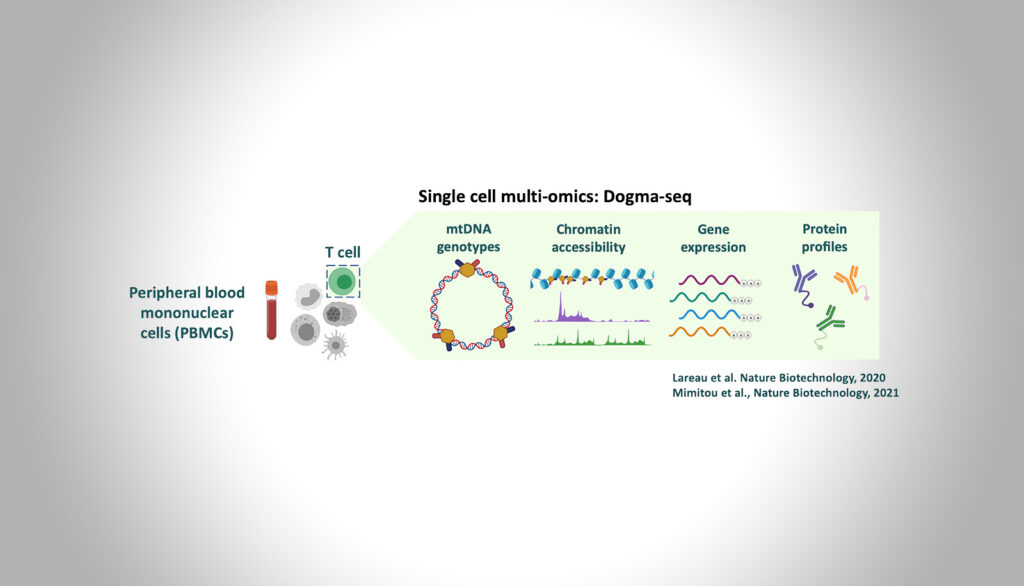 Mitochondriales Mutationsprofil in humanen T-Zellen