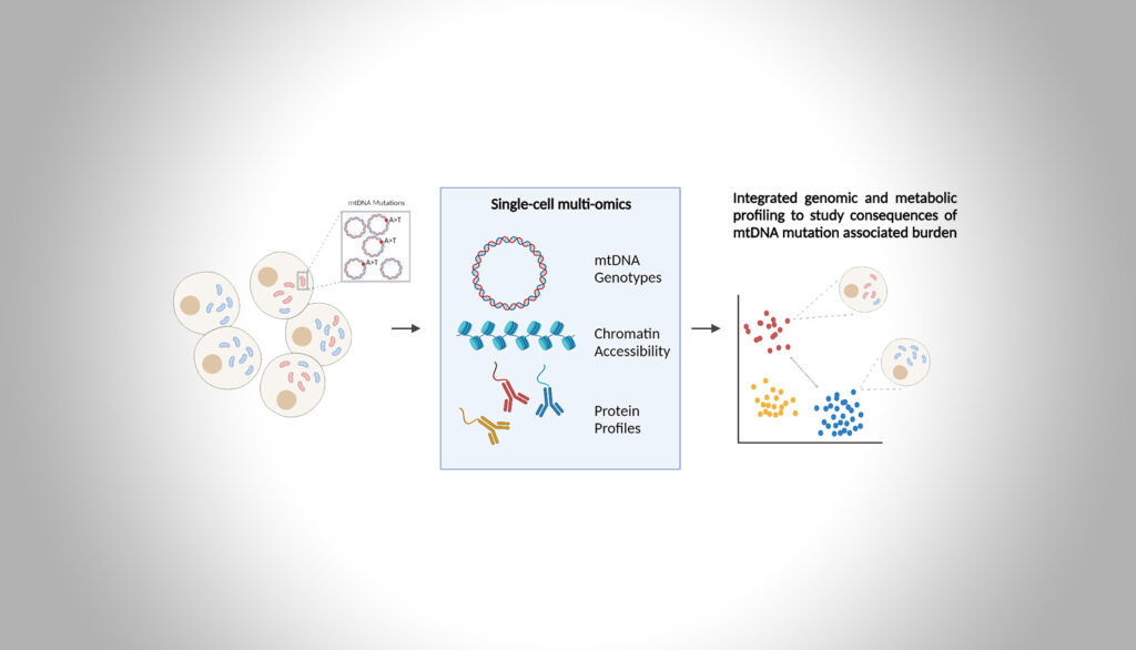 Von mitochondrialen Genotypen zu Phänotypen mittels single-cell multi-omics