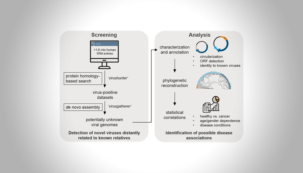 High-throughput Virus Discovery in Next Generation Sequencing Data