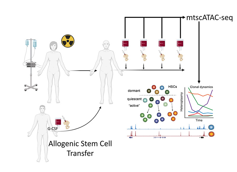 Inferences of clonal dynamics in human hematopoiesis