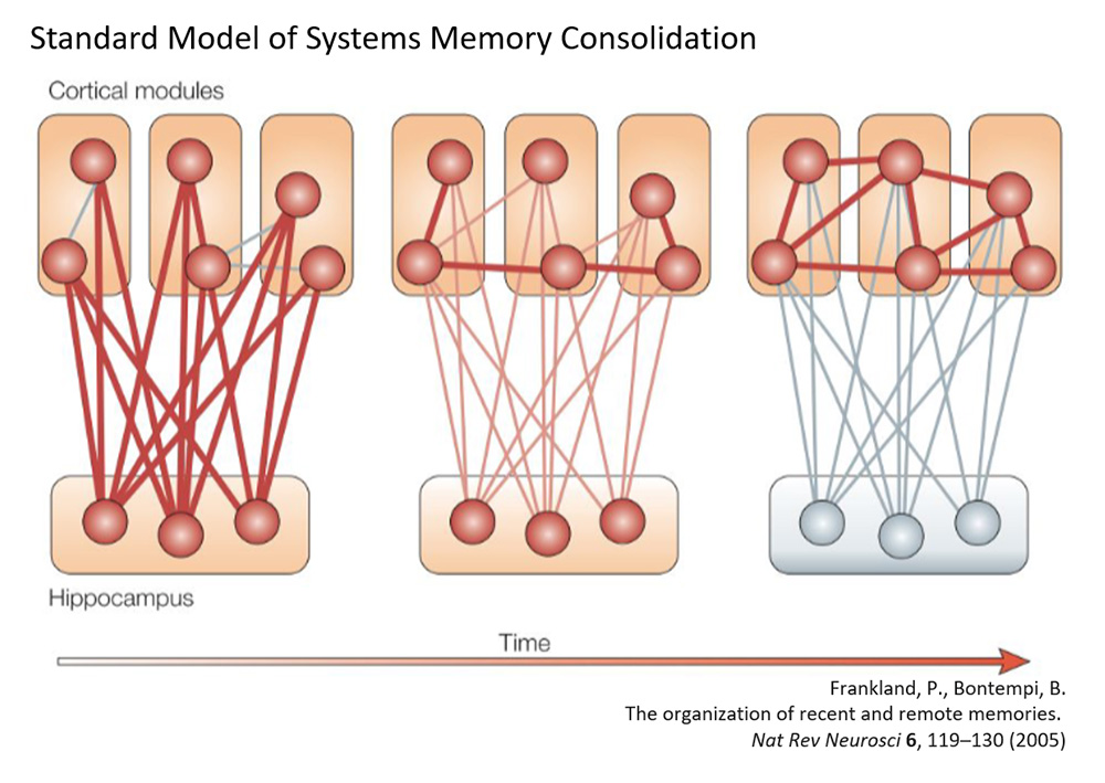 Neuronale Prozesse von adaptiver und maladaptiver Gedächtniskonsolidierung
