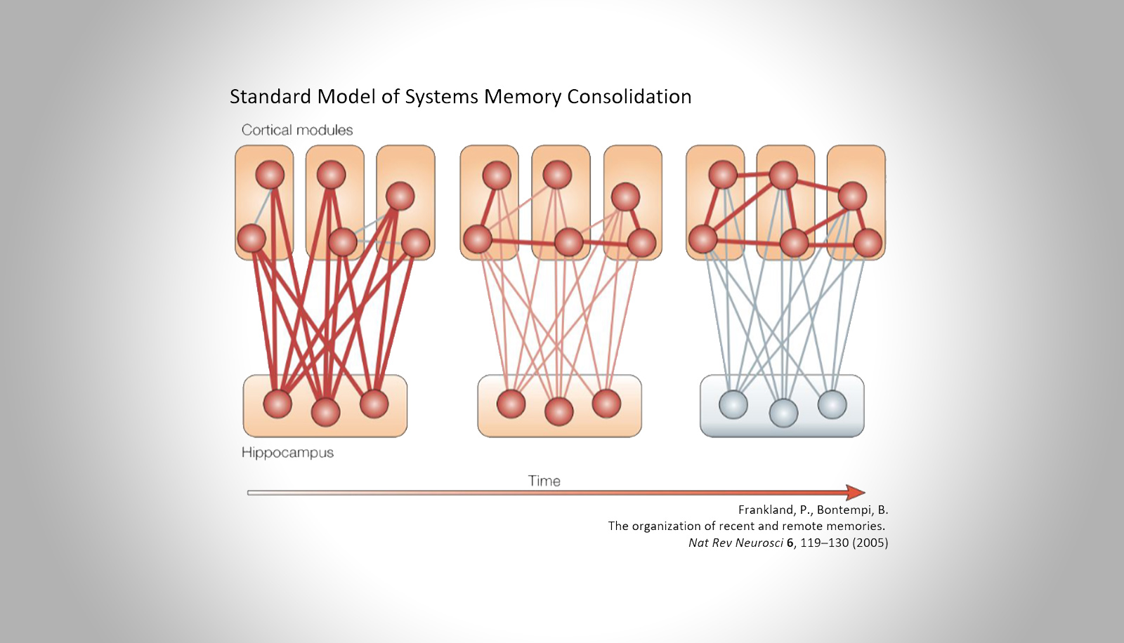 Neuronale Prozesse von adaptiver und maladaptiver Gedächtniskonsolidierung