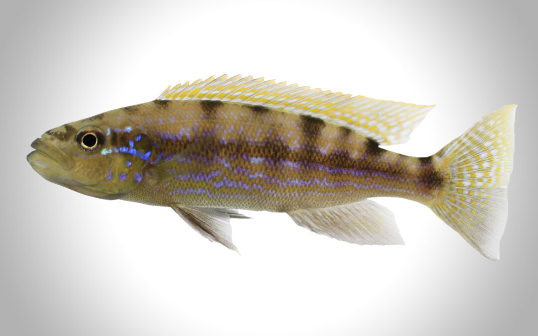 Geneti­sche Grund­lage der bilate­ra­len Asymme­trie bei einem schup­pen­fres­sen­den Fisch