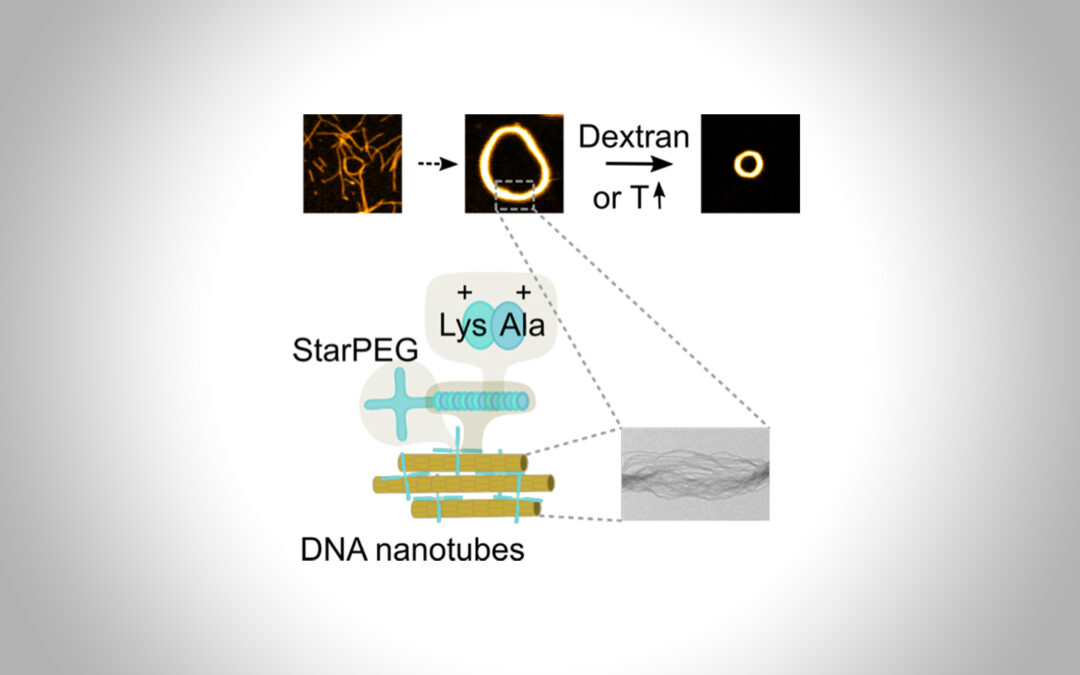 Ausge­löste Kontrak­tion von selbst­or­ga­ni­sier­ten DNA Nanoröhrchen