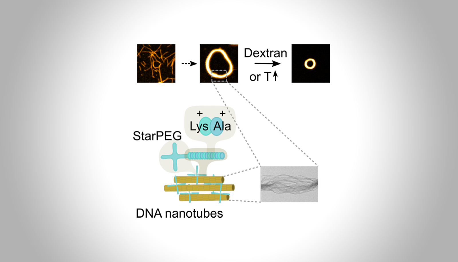 Triggered contraction of self-assembled DNA nanotube rings