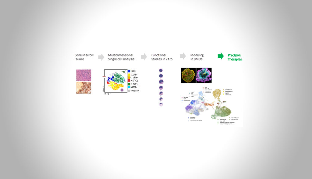 Human iPSC-derived bone marrow organoids – modeling errors in hematopoiesis