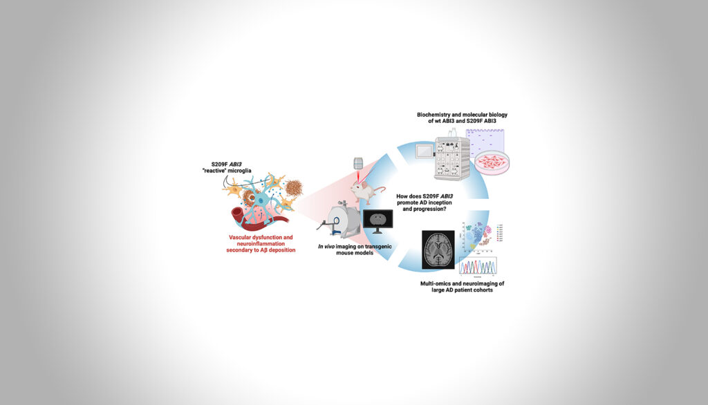 S209F ABI3 knock-in and knockout transgenic mice exhibit neurovascular defects and microglial branching and motility changes. Our project aims to identify the molecular mechanism(s) behind these phenotypes through a combination of biochemistry and molecular biology, in vivo imaging on transgenic mouse models, and multi-omics and neuroimaging data collected on large AD patient cohorts.