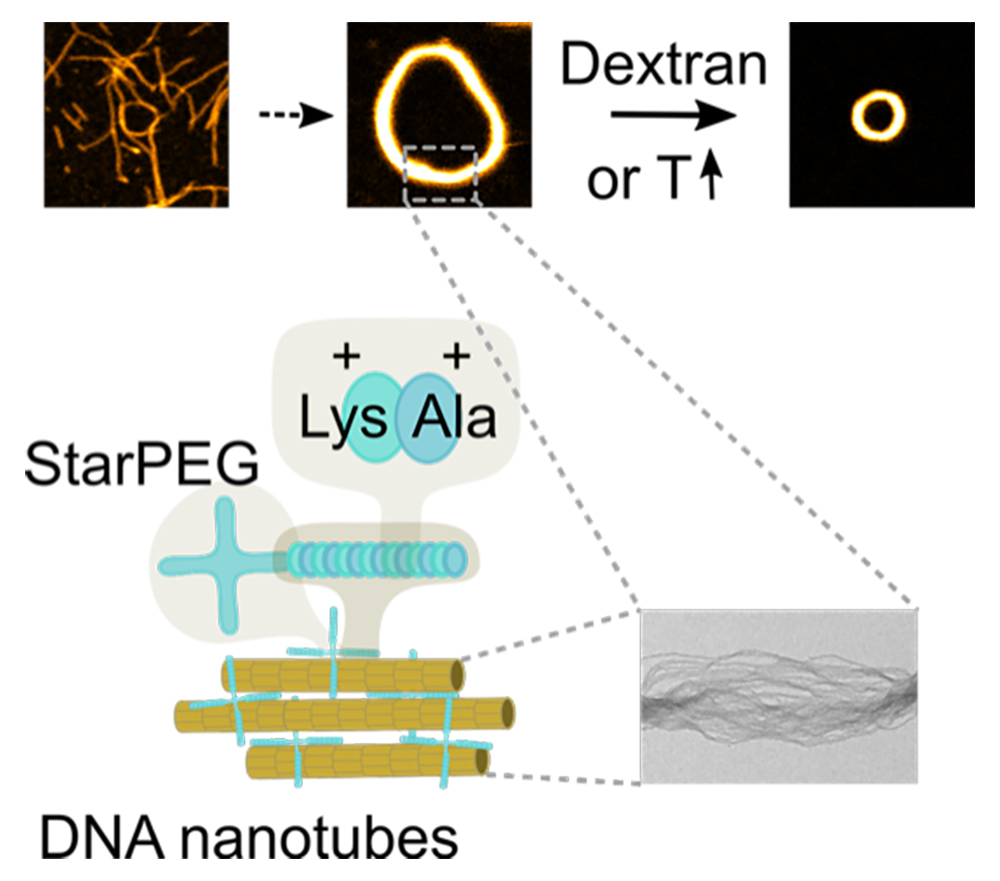 Ausgelöste Kontraktion von selbstorganisierten DNA Nanoröhrchen