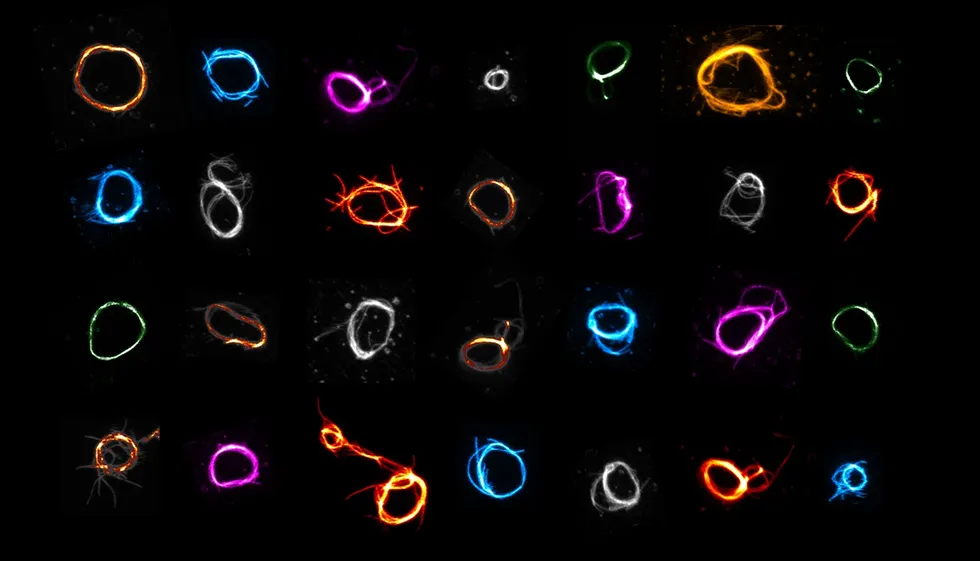 Die ersten ihrer Art: Zum ersten Mal ist es gelungen, mithilfe von DNA-Nanotechnologie Ringe herzustellen, die für die Zellteilung vonnöten sind.
