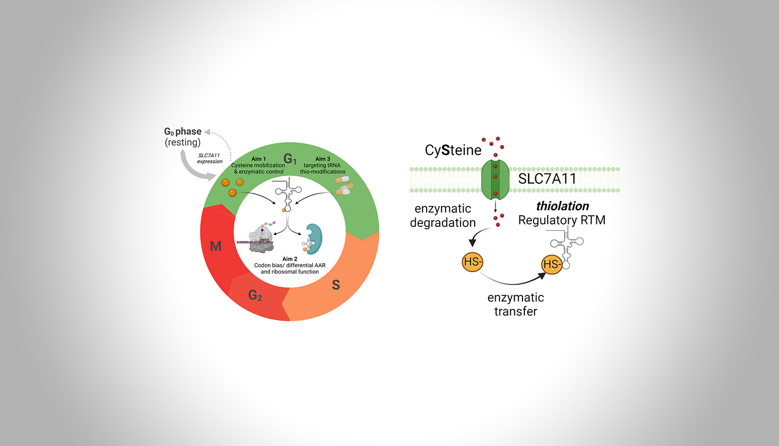 tRNA thioepitranscriptome: a new level of translational control in the developing vessels