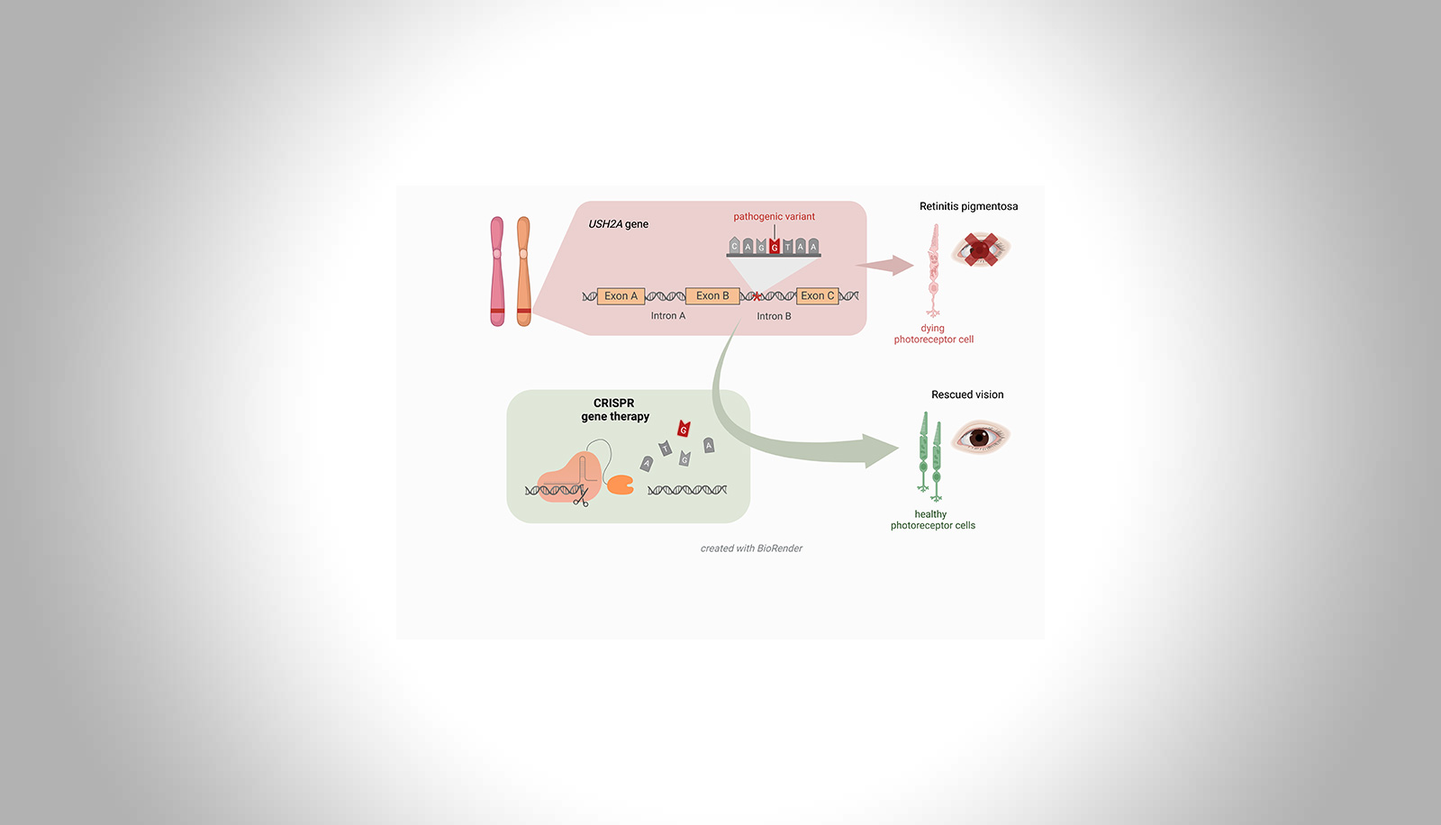 Inducible CRISPR gene editing systems for pathogenic USH2A variants