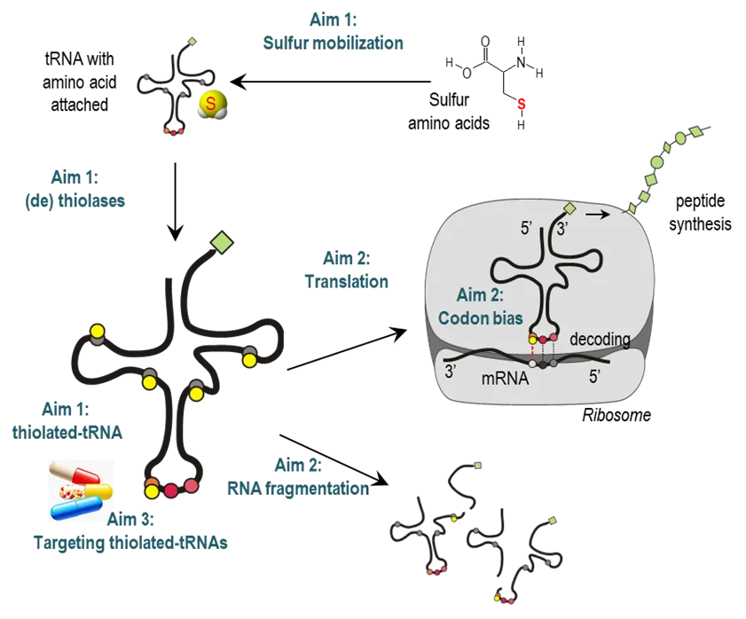 tRNA-Thioepitranskriptom: Regulierung der Proteinsynthese bei der Gefäßentwicklung Inter-kingdom wound care between ants and plants